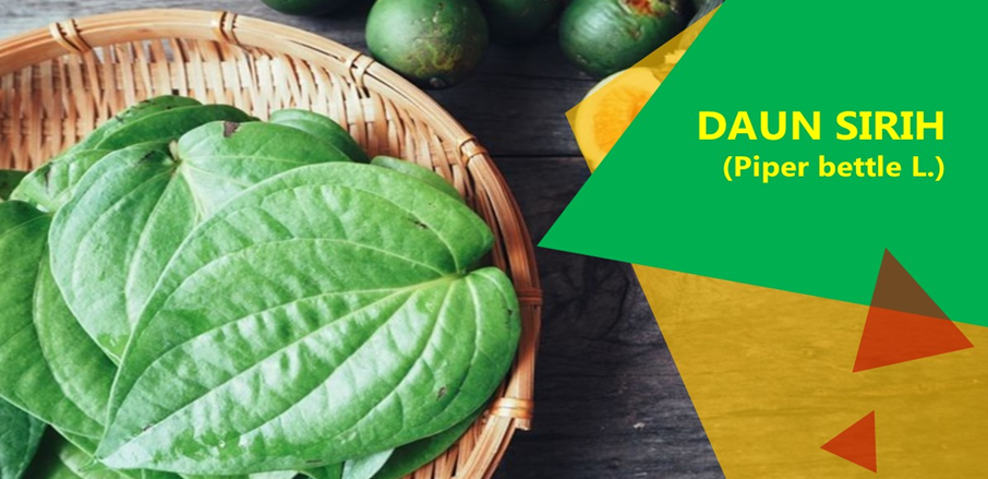Mimisan Hilang dengan Daun Sirih Mimisan Hilang dengan Daun Sirih